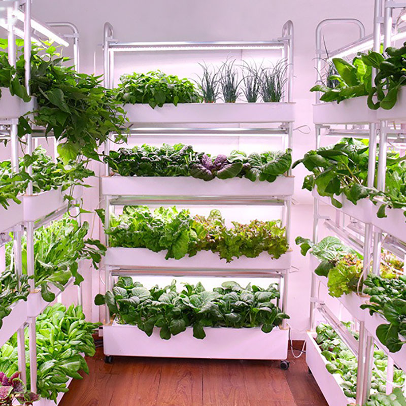 Smart Garden Vertical - Thủy Canh Phát Triển Hệ Thống